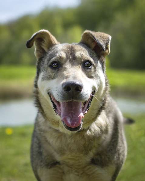 Милый оптимист Джек ищет дом в Москве фото 18