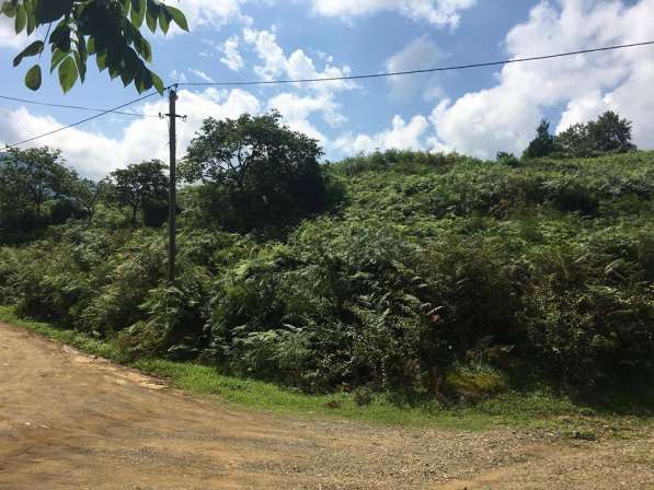 В 6 км от батуми, в село челта продается земельный участок в фото 4