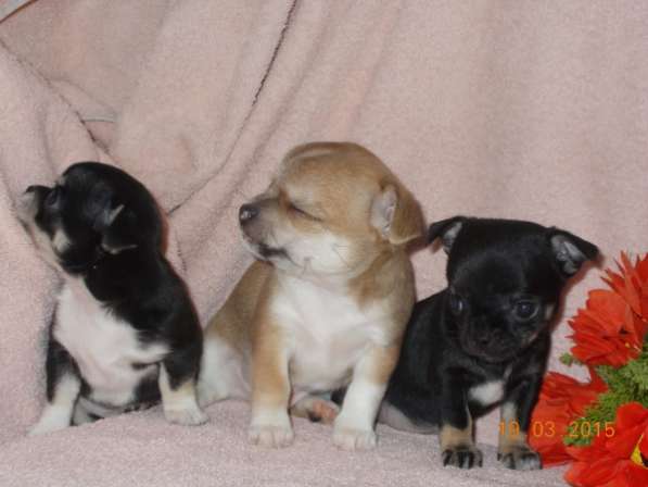 Гладкошерстная девочка чихуа в Санкт-Петербурге