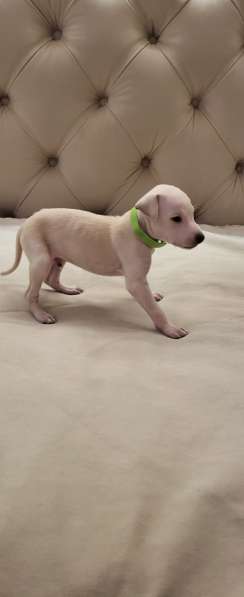 Левретка. Щенок. От супер-титулованной папы. Уникальных окра в Саратове фото 5