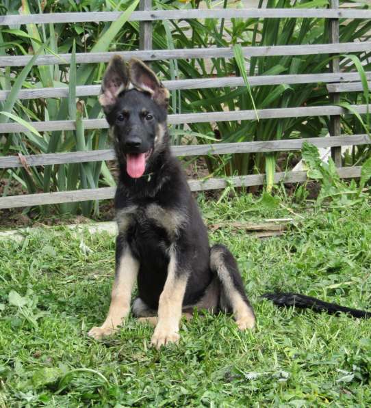 Подрощенные щенки овчарки девочки в рассрочку в Москве фото 4