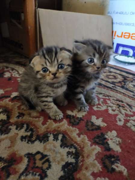 Шотландские котята в фото 34