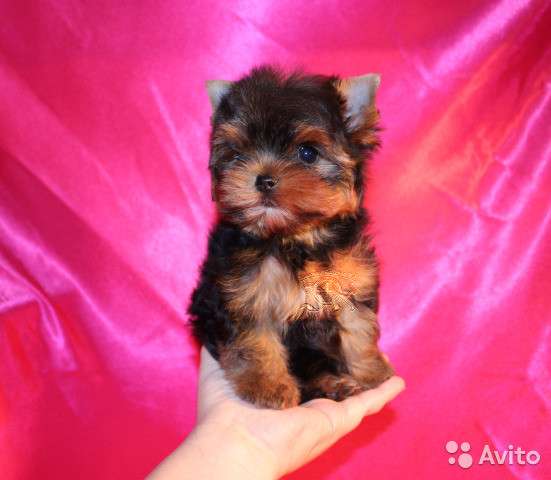 Йоркширский терьер мини в Новокузнецке фото 3