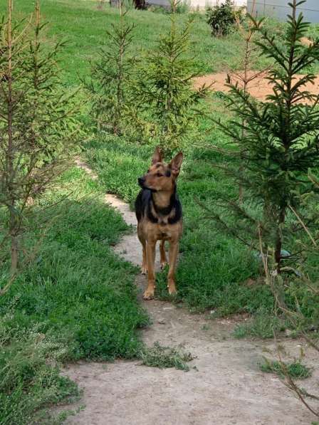Брошенные в лесу молодые собаки ищут своего человека в Балашихе фото 4