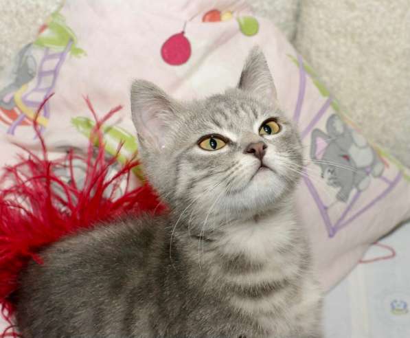 Котенок полосатая девочка Плюша в дар в Москве фото 8