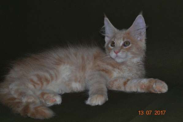 Великолепные котята мейн-кун из питомника в Волгограде фото 255