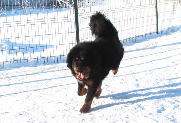 Тибетский мастиф - лучший страж на территории в Москве фото 136