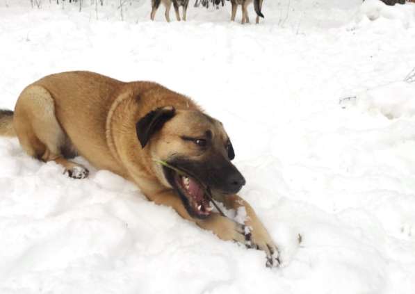 Чуткая, деликатная, вежливая собака в Санкт-Петербурге фото 8