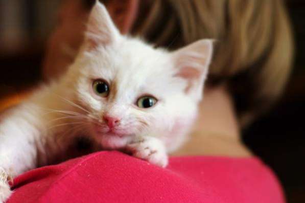 Белоснежный котенок ищет заботливую семью. в Москве