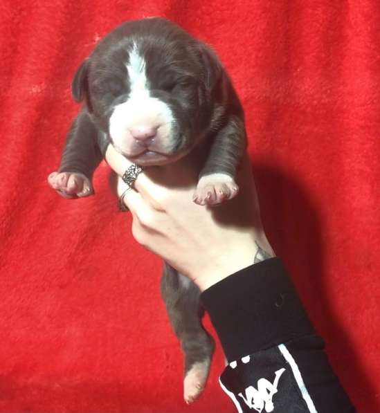 Голубые парни Амсттаффа от чемпиона резерв ркф