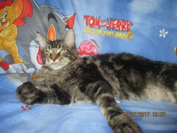 Взрослые девочки из питомника, возможно в совладение в Екатеринбурге фото 22