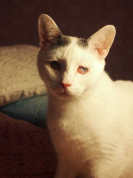 Особенный кот Тарас ищет доброе сердце! в Москве фото 9