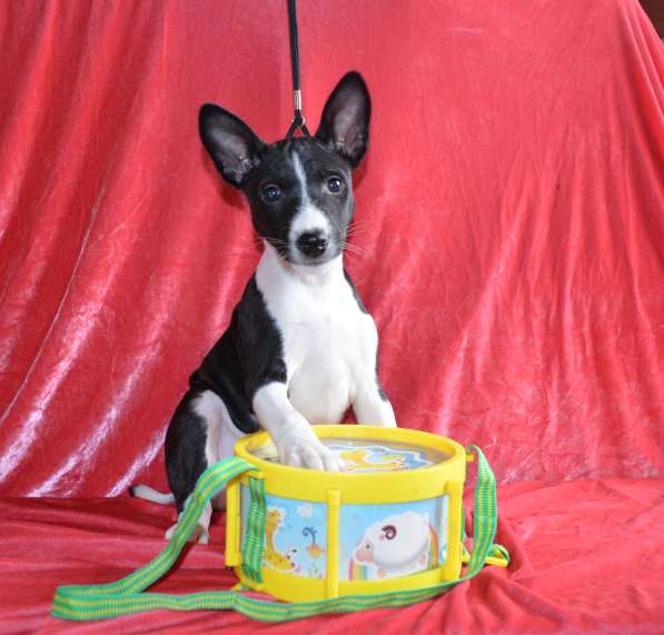 Девочка басенджи в Москве фото 3