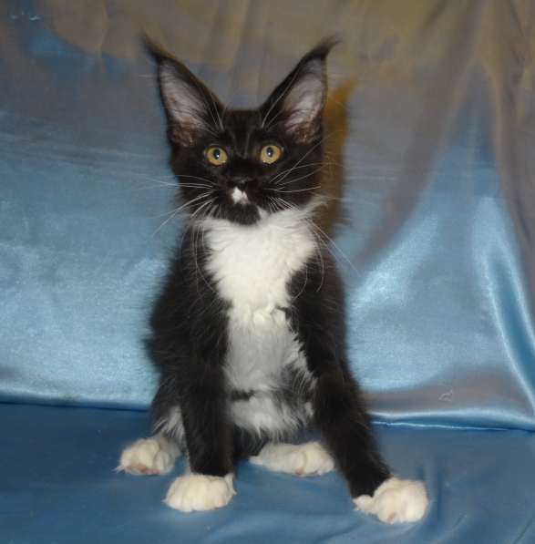 Лексус котик мейн кун в Москве фото 11