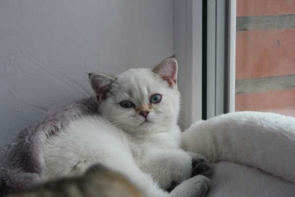 Котик от серебристой шиншиллы в Ростове-на-Дону фото 5