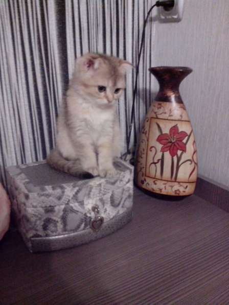 Золотые тикированные котята в Волгограде фото 4