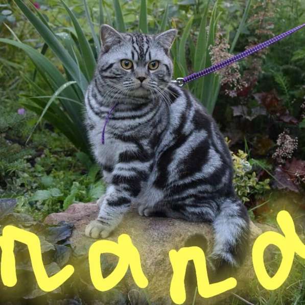 Шотландская кошечка, котенок редкого окраса в фото 4