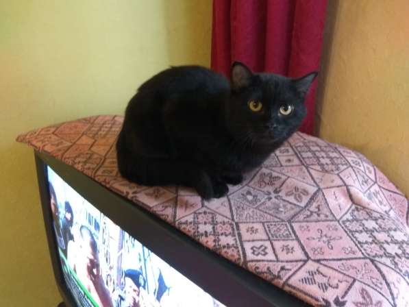 Метиска ангорка багира