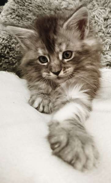 У вас ещё нет Мейн-куна? в Санкт-Петербурге фото 18