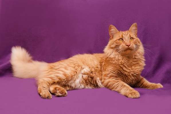 Самый брутальный рыжий кот в мире! Кот Бенджамин в Москве фото 5