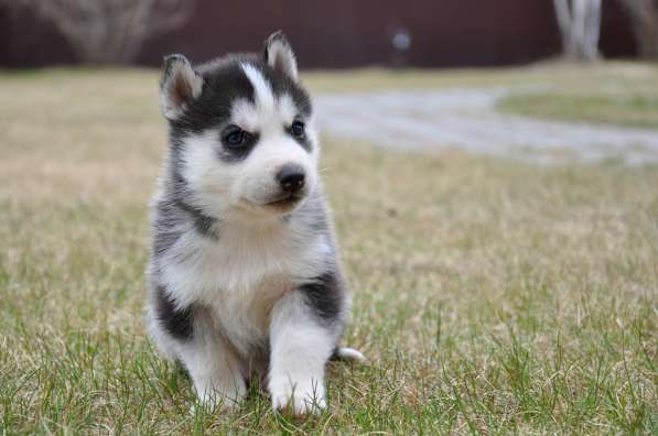 Две высокопородные девочки Хаски от Чемпионов! в Тюмени фото 14