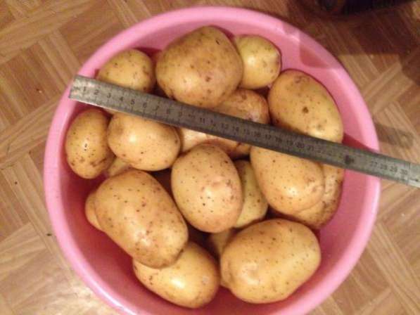 Качественный Тамбовский картофель! в Тамбове фото 3