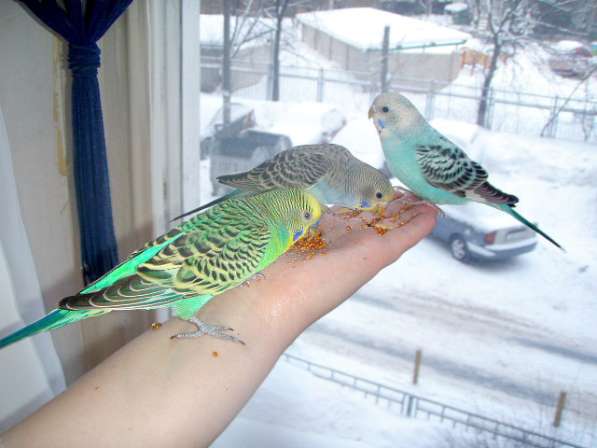 Волнистые попугаи-От Заводчика в Москве фото 4