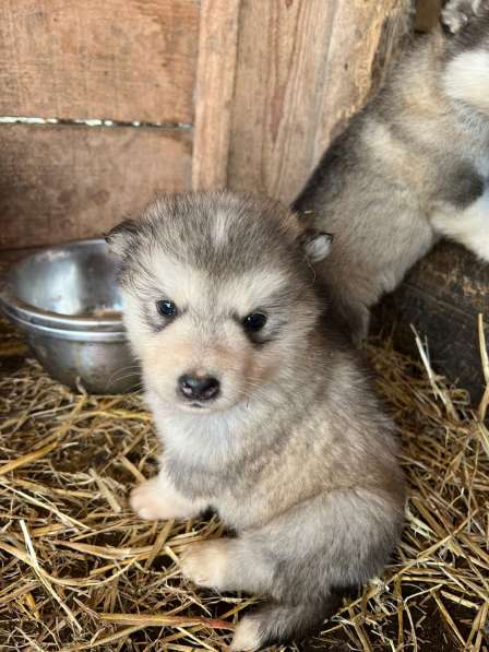 Продам щенков аляскинского маламута, без документов в Междуреченске фото 9