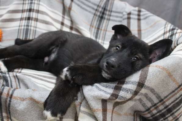 Черный щенок со звездочкой на груди в Санкт-Петербурге фото 20