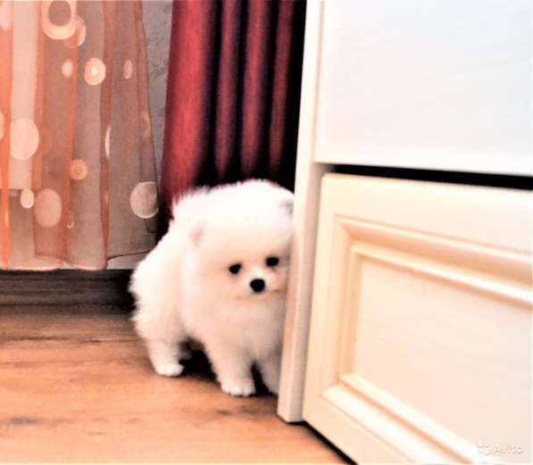 Щенки померанского шпица (Pomeranian) в Воронеже фото 12