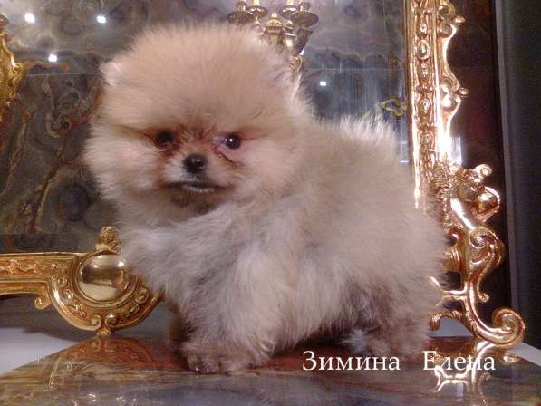 Мальчик помиранского шпица в Москве