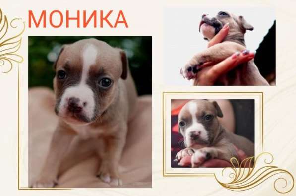 Щенки шикарной породы Американский Булли (девочки) в Краснодаре фото 11