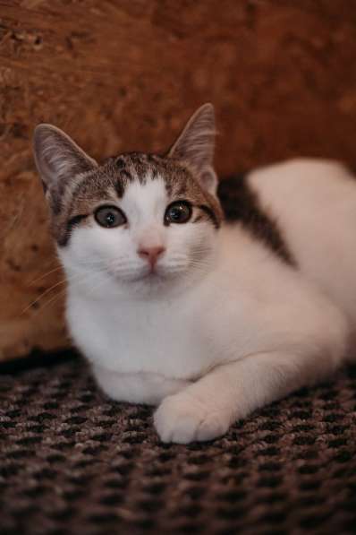 Зеленоглазая нежная красавица-кошка в Санкт-Петербурге фото 19