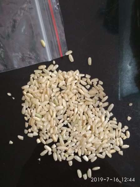 Продам производитель рис круглозерый ГОСТ, ТУ и рис бурый
