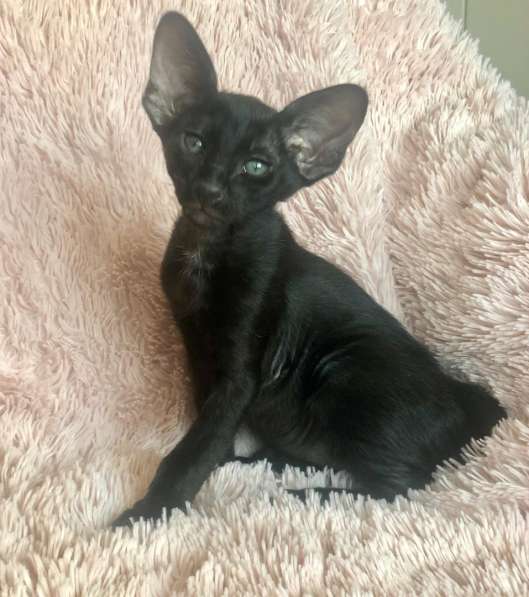 Черные эльфы в Москве