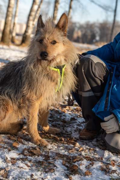 Трогательный Чарлик ищет дом в Москве фото 43