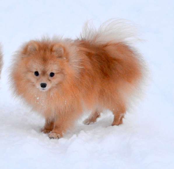 Продам молодого шпица (12 месяцев)