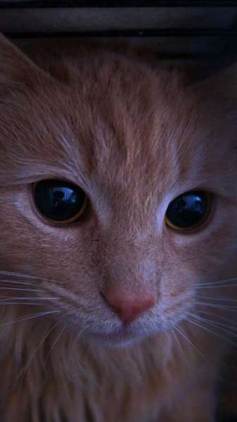 Котик в поиске дома в Москве фото 13