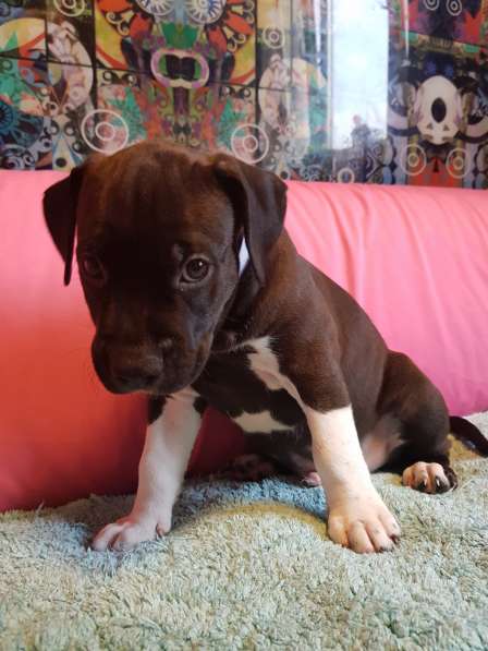 Американский стаффордширский терьер МАЛЬЧИК в Москве фото 6