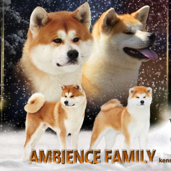 Щенок акита-ину. (доставка) в фото 3