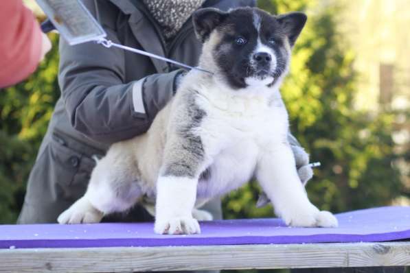 Щенки Американской акиты в Санкт-Петербурге фото 24