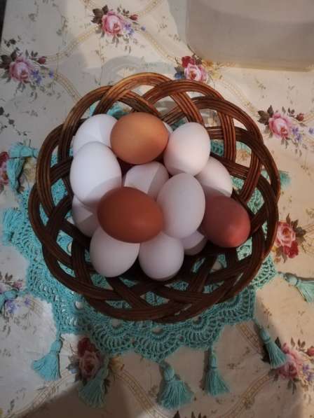 Продам домашние яйца. Цена за десяток 120руб в Орле фото 3