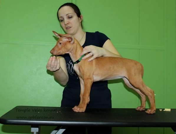 Щенки Фараоновой собаки в Санкт-Петербурге фото 25