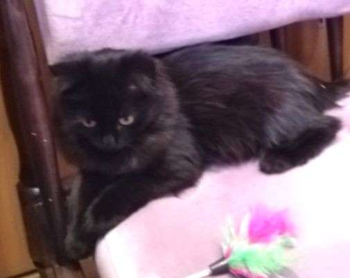 Котенок девочка в добрые руки в Москве фото 11