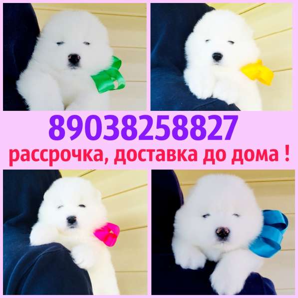 Щеночки самоедской лайки. мими мишки в Иванове