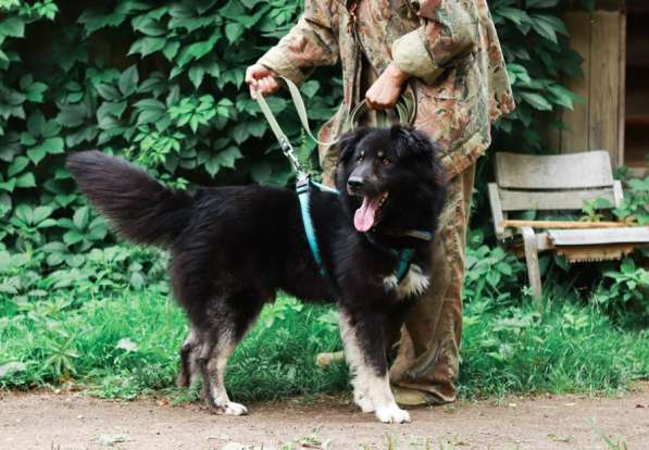 Старк – добрейший пес и настоящий друг ищет любящую семью! в Москве фото 4