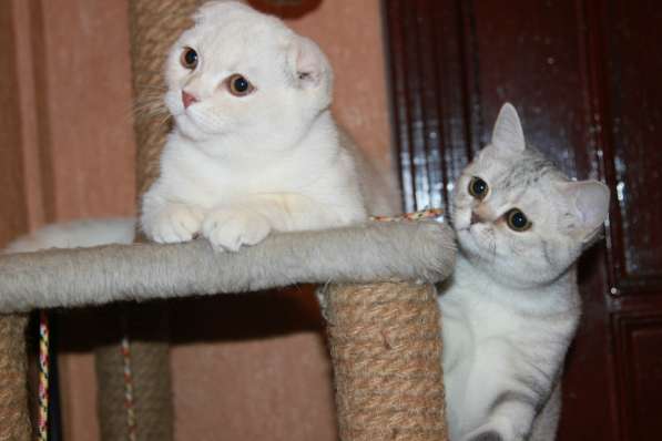 Шотландские котики фолд и страйт в Москве фото 10