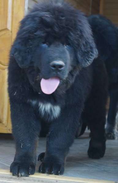 Щенки Тибетского мастифа. 100 Китай в Дмитрове фото 21