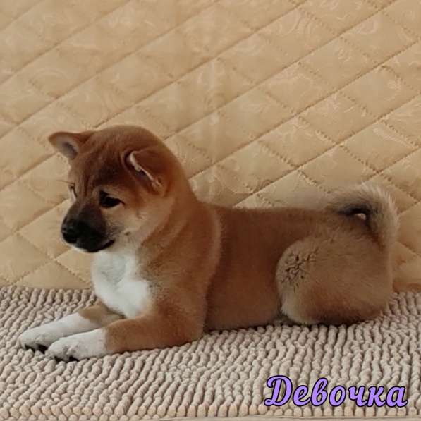 Щенки сиба-ину (шиба) в Краснодаре фото 8