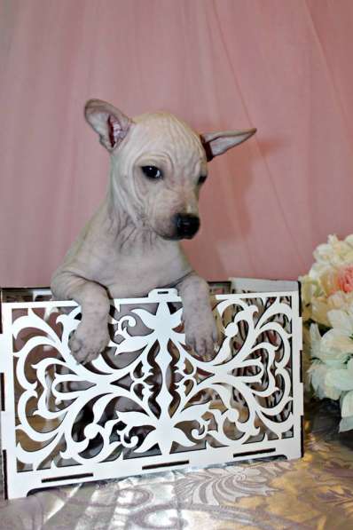 АМЕРИКАНСКИЕ ГОЛЫЕ ТЕРЬЕРЫ. СУПЕР - ЛЯЛЬКА!